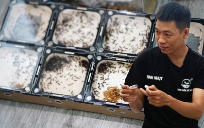 Bên trong căn hộ của chàng trai ở TP.HCM "ăn, ngủ" cùng hàng trăm đàn kiến suốt 6 năm