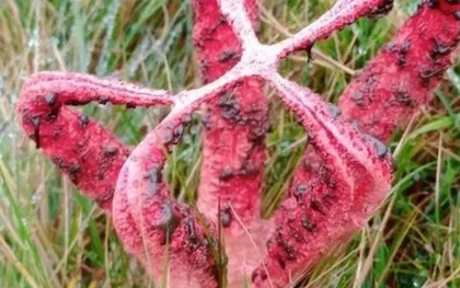 Đang đi dạo, người phụ nữ phát hiện ra thứ đáng sợ