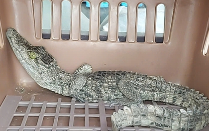Phát hiện cá sấu trong nhà dân ở TP HCM