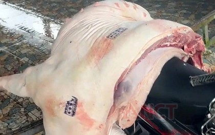Cần Thơ: Hơn 840kg thịt lợn nhiễm dịch tả châu Phi bị tuồn ra thị trường, có con còn đóng dấu kiểm dịch