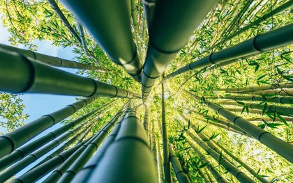 Phát minh "có thể thay đổi thế giới" của Trung Quốc: "Vàng" trong tre, chi 2.300 USD thu được 1 tấn