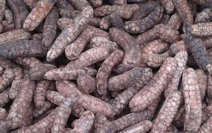 Loại quả xưa rụng đầy gốc nay thành đặc sản dân phố săn lùng, 150.000 đồng/kg