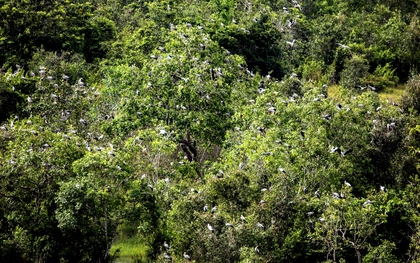 Sau cơn mưa lớn, "báu vật" núi rừng lộ diện, người dân truyền tai là "phượng hoàng đất" cực kỳ quý hiếm