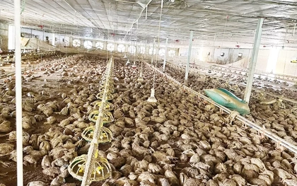 Lão nông bật khóc, chết lặng nhìn 22.000 con gà chết