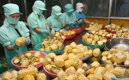 Loại quả quen thuộc của Việt Nam “gây sốt”: Có mặt ở 100 nước, doanh thu xuất khẩu 9 tháng tăng 114%