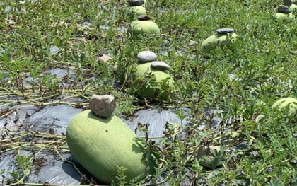 Bức ảnh ruộng dưa hấu được đặt những viên đá lên từng quả, nhiều người "há hốc miệng" khi biết công dụng "thần kỳ"