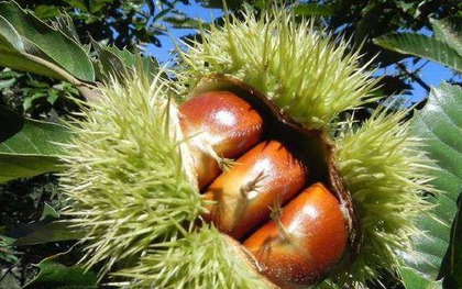 "Vua của trái cây khô" đang vào mùa, tốt ngang nhân sâm thuốc bổ, giá hơn 50.000 đồng/kg