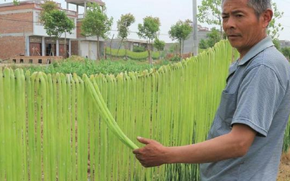 Loại rau trông như "nắm cỏ", xưa rẻ bèo nay lên tầm đặc sản giá nửa triệu/kg