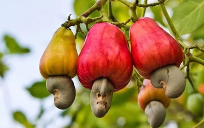 ‘Sản vật trời ban’ đưa Việt Nam lên ngôi đầu thế giới: Mỹ chi triệu đô, Trung Quốc tăng mua gấp đôi