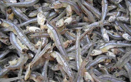 Loại cá được mệnh danh là "thức ăn cho cơm nhà nghèo", giá chỉ 10.000đ/kg, mình nhỏ nhưng cực nhiều chất