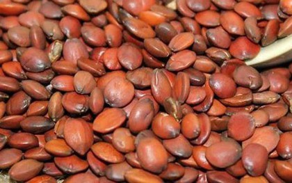 Thứ 90% người Việt bỏ đi không ngờ là "mỏ vàng", giá hơn 2 triệu đồng/kg