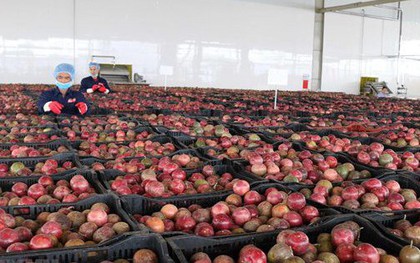 Một 'sản vật' triệu USD của Việt Nam được Trung Quốc ồ ạt thu mua, nước ta là nhà xuất khẩu top 10 thế giới