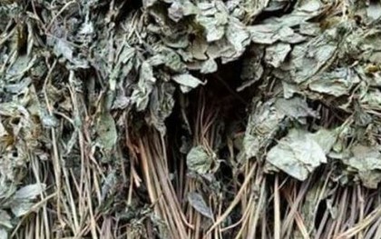 Loại lá đắt đỏ bậc nhất thế giới, chỉ có duy nhất ở Việt Nam, giá tới 150 triệu đồng/kg