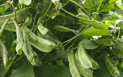 Việt Nam sở hữu ‘kho báu’ vắt vẻo trên giàn: Giá chỉ 100.000 đồng/kg, được danh y nổi tiếng hết lời ca ngợi