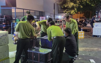 “Kho chim” bí ẩn gần sân bay: Phát hiện 500 con cu ngói không giấy tờ