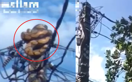 Nhìn lên cột điện, người dân phát hiện cảnh tượng "đáng sợ" giữa ban ngày