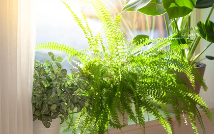 Cây dương xỉ và cây dâu tằm: Nhiều nhà đang trồng mà không biết đây là hai loài bị phong thủy đại kỵ