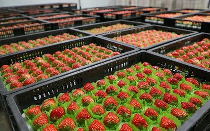 Loại quả của Việt Nam được khen 'ngon hơn hàng Hàn Quốc', lên cả máy bay đi quốc tế: xuất khẩu tăng khủng gần 1.000%, sản lượng vượt 9.000 tấn/năm
