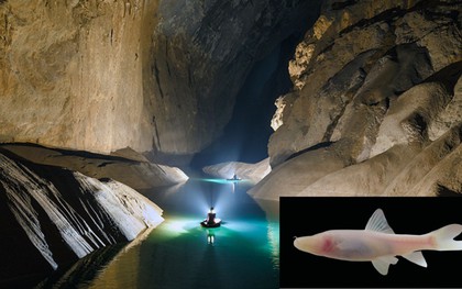 Bí mật trong lòng sông ngầm ở Phong Nha - Kẻ Bàng, tìm thấy “kho báu sống” siêu hiếm chỉ Việt Nam có