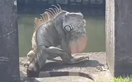 "Quái thú khổng lồ" ngồi chễm chệ trên phố, người dân Đài Nam (Trung Quốc) xôn xao: Đây có phải là Godzilla thật?