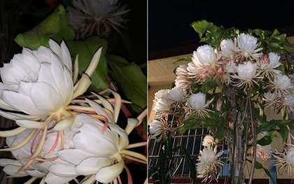 Sau 5 năm kiên trì, chồng tôi khiến cả xóm ngỡ ngàng: Cây hoa Quỳnh nở rộ hóa thành “tiên nữ giữa đêm”