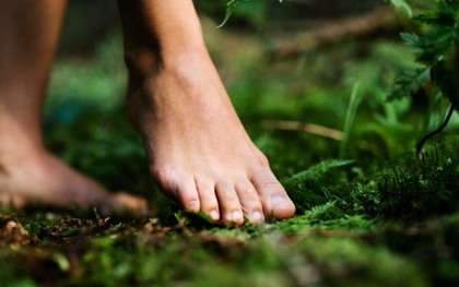 Đơn thuốc toàn diện cho cơ thể từ liệu pháp tắm rừng