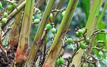 Loại hạt đắt đỏ bậc nhất thế giới, giá 2 triệu đồng/kg không ngờ có đầy ở Việt Nam