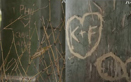 Rừng tre nổi tiếng Nhật Bản bị khắc chữ, trái tim chi chít