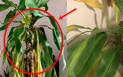 Tôi bỏ cây phát tài ra khỏi phòng khách vì quá mệt mỏi với thứ nó mang lại