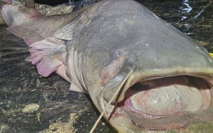 Cần thủ câu được con cá khổng lồ dài 2,97 mét, nặng 117kg