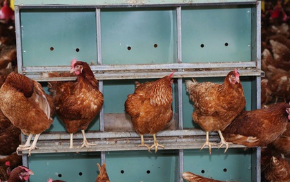 Giá trứng gà bất ngờ tăng vọt, tiến sát mốc 4.000 đồng/trứng