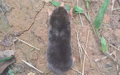 Phát hiện loài động vật chưa từng ghi nhận trên thế giới tại một khu rừng ở Thanh Hóa