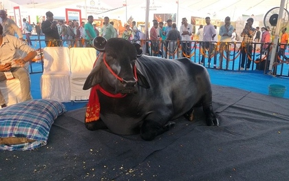 Con trâu màu đen khổng lồ có giá 90 tỷ đồng