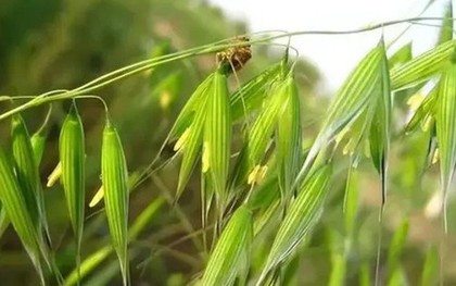 Loại cây dại xưa thấy "diệt tận gốc", không ngờ nay có giá 5 triệu đồng/kg