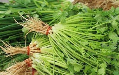 Nhiều người sai lầm khi bảo quản rau mùi trong tủ lạnh: Đầu bếp nhà hàng hướng dẫn 1 mẹo giữ rau mùi tươi lâu