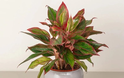 Nhà giàu thích trồng 5 cây này: Hút lộc như vòi rồng, con cháu cũng thơm lây