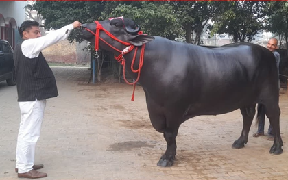 Con trâu khổng lồ được trả 30 tỷ đồng, chủ nhân "kiêu" không bán