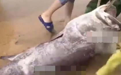 Ngư dân câu được con cá mú khổng lồ nặng 160kg