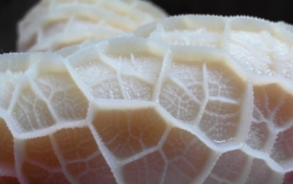 Mẹo chọn sách bò tươi và cách làm trắng, khử mùi không cần hóa chất