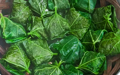 Đừng chỉ ăn quả, lá loại cây này quý như "nhân sâm người nghèo", ở quê mọc đầy bờ rào