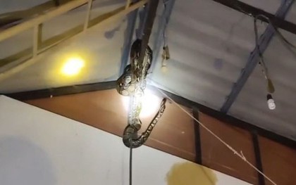 Bắt được trăn khổng lồ nặng 22kg lơ lửng trên trần nhà dân