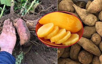 Đặc sản lạ lên sàn bán hơn 300 tấn trong 2 tháng - người dân thu nhập hàng chục triệu đồng