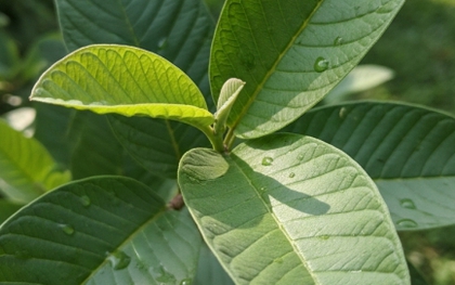 Loại lá rẻ tiền ở Việt Nam giúp hạ đường huyết, trị mụn, bảo vệ gan