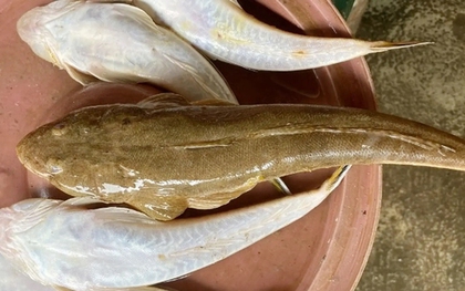 Loại cá "nhà nghèo" nhưng là đặc sản mang hương vị đậm đà được dân sành ăn săn lùng