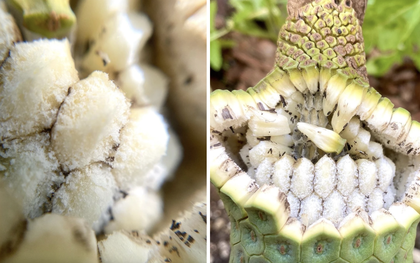 Loại quả nhìn như tổ ong, phải chờ 7 năm mới được ăn: Nhà giàu trồng làm cảnh, TikToker dùng để... mukbang