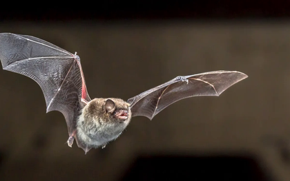 Phát hiện chủng virus corona mới ở dơi Brazil mang đặc điểm di truyền như COVID-19