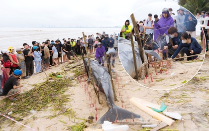 Cá voi lớn dài 4m lụy bờ tại bãi biển Đà Nẵng, hàng trăm người dân đến thắp hương
