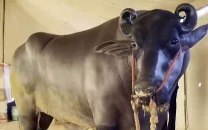 Con trâu khổng lồ có giá hơn 68 tỷ đồng