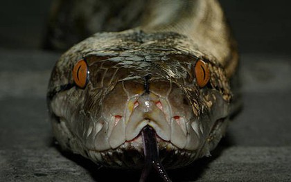 Loài rắn dài nhất thế giới, Việt Nam cũng có: Từng ghi nhận cá thể đạt gần 10 mét