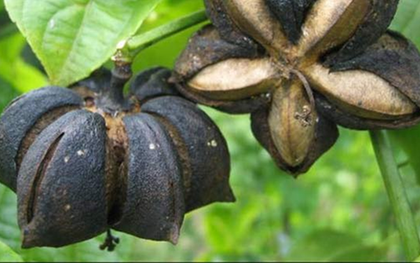 Loại hạt "đắt đỏ bậc nhất thế giới", ở Việt Nam cũng có mà ít ai hay